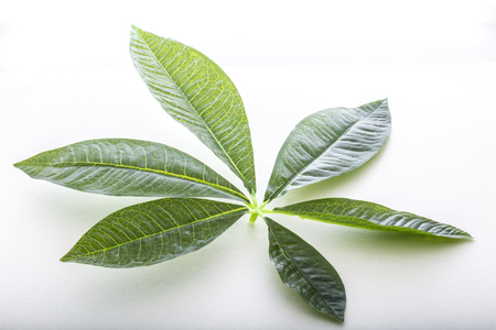 Guava leaf isolatedの写真素材