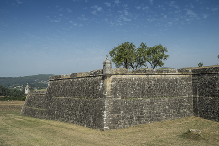 Tree on a castle wallの写真素材