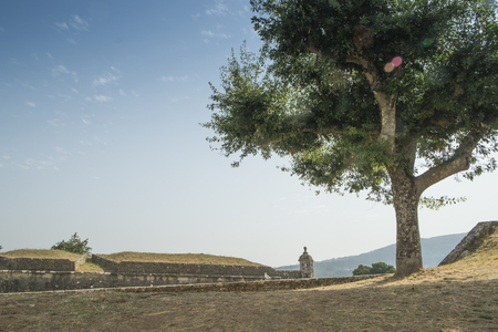 Tree on a castle wallのeditorial素材