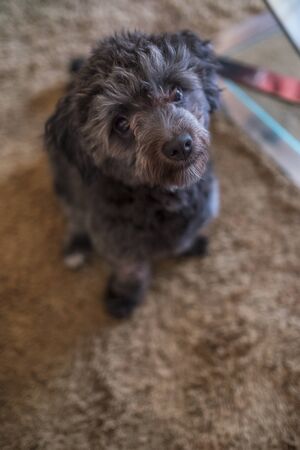 Adorable black poodle toyの写真素材