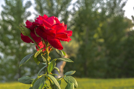 Red rose with thorns with forest background in blur, with a beautiful natural lightの写真素材