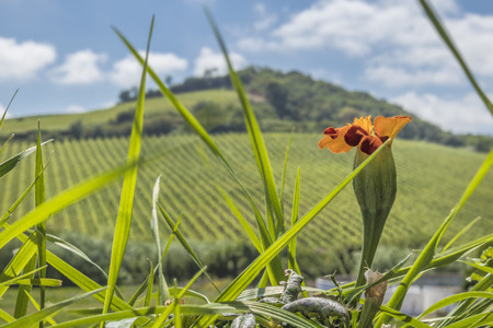 Yellow flowers with green field in blurred backgroundの写真素材