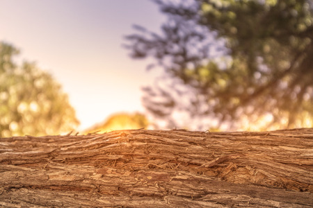 Bench in wooden trunk with forest in blurred background with sunsetの写真素材