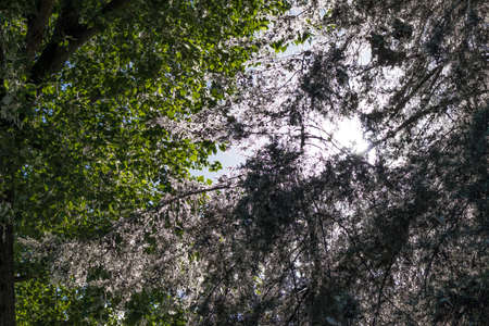 Trees with green and white leavesの写真素材