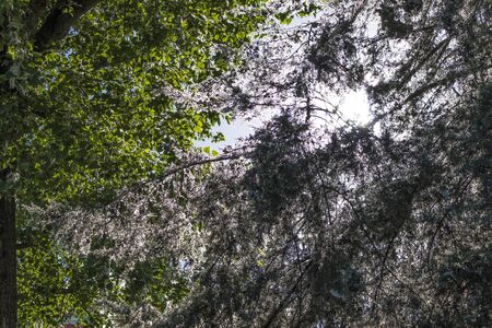 Trees with green and white leavesの写真素材