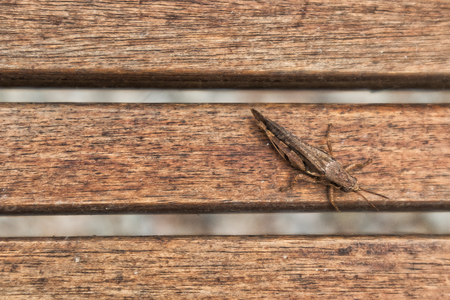 Grasshopper on wooden boardの写真素材