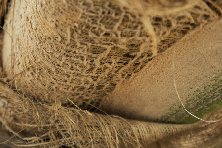 Texture of palm tree trunk