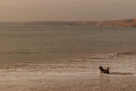 Dog running on the beach with sunset.の写真素材