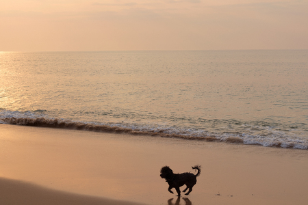 Dog playing on the beach with sunset.の写真素材