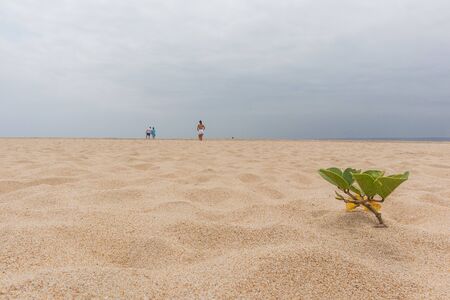 Plant on the beach with people blurred in backgroundの写真素材