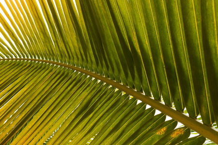 Palm leaf, extreme close up, texture.の写真素材