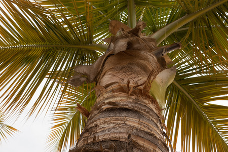 View from below palm tree.の写真素材