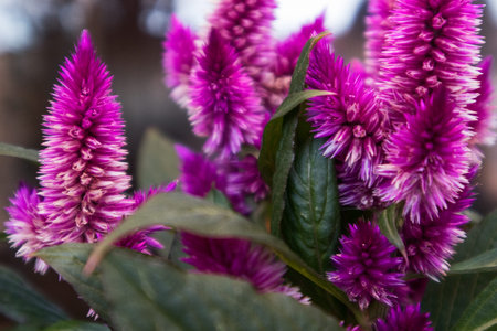 Pink lavender with natural light.の写真素材