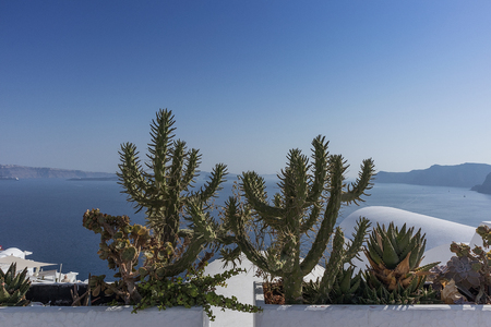 cactus on the balcony in oia, santorini, overlooking the caldera.の写真素材