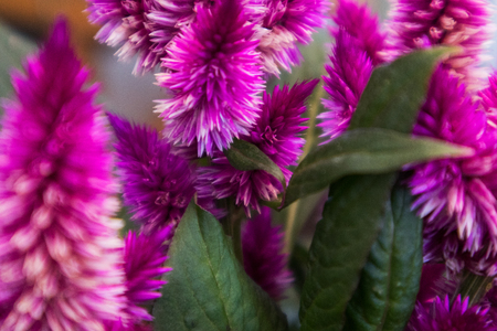 Pink lavender with natural light.の写真素材
