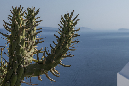 cactus on the balcony in oia, santorini, overlooking the caldera.の写真素材