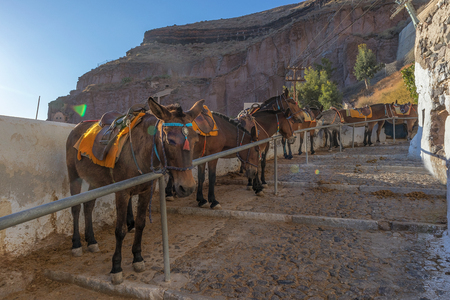 Donkeys on the steps of Fira, Santorini, Greece.の写真素材