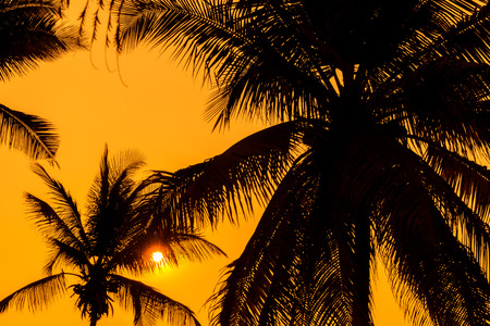silhouette of palm trees with sunset.の写真素材