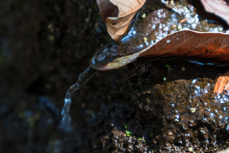 Water drops dripping from dry leaf. Autumnの写真素材