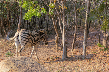 Zebra to graze. Lubango. Angola.の写真素材