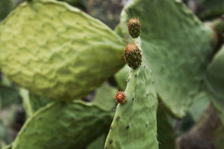 Close up of African cactus.