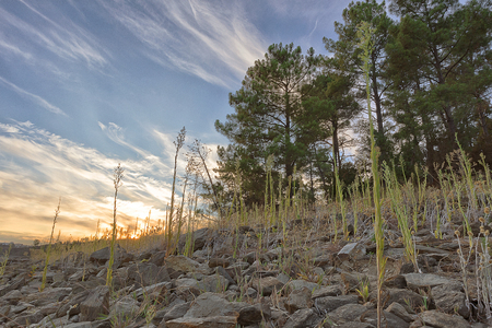 Sunset in the Forest with pines and vegetation. To take. Portugal.の写真素材