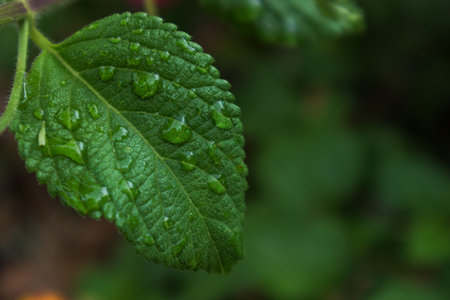 Green leaf with drops of rain water.