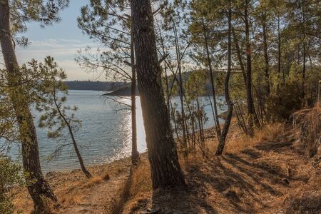 view of the lake with pine trees at sunset.の写真素材