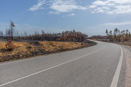 National road with burnt forest. Portugalの写真素材