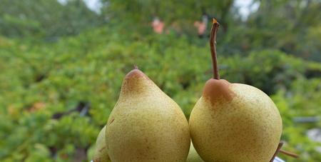 Yellow pears with green vegetation in background.の写真素材