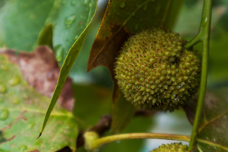 jackfruit with rain water drops.