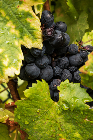 Vine leaves with drops of rain water.の写真素材
