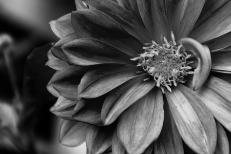 rose dahlia with water rain drop. Black and White version.の写真素材