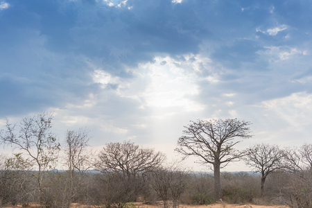 African baobab with dramatic sky. Angola.の写真素材