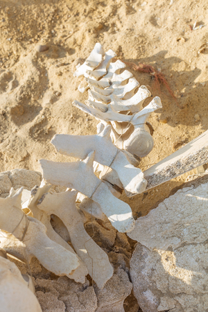 Dolphin and whale bones on the desert beach of Namibe. Angola.の写真素材
