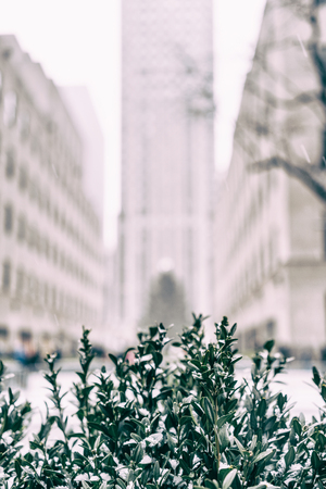 Green branch with snow overlooking New York City.の写真素材