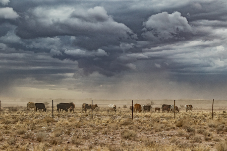 group of cows grazing with sandstorm. Namibia, sossuvlei.の写真素材