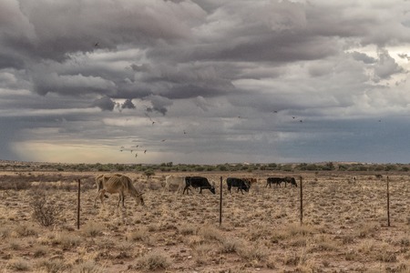 Cows grazing in the Namibia Desert on the way to Sossuvlei.の写真素材