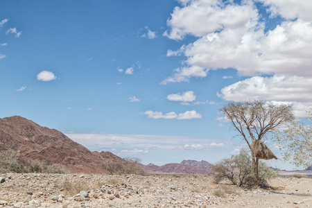 Tree with birds nest with mountains of Namibia desert in background.の写真素材