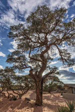 African tree in the desert of Namibia.の写真素材