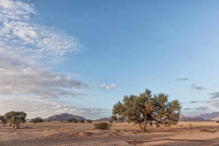 African tree in Namibia desert with mountains in background. With sunset beautiful light.の写真素材