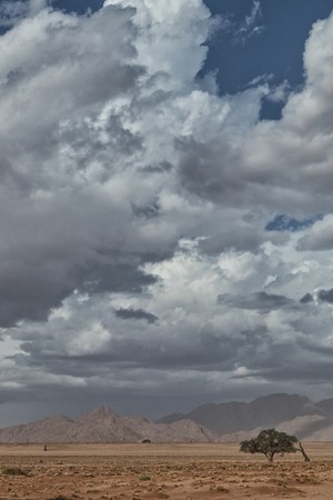 African tree in Namibia desert with mountains in background.の写真素材