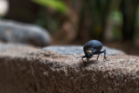 Close up of beetle with blurred background.