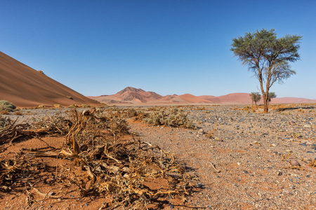 lonely tree landscape with shrubs and red dunes in the Namibia desert. Sossusvlei.の写真素材