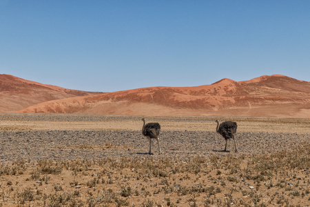 Ostrich walks in the desert of Sossusvlei, Namibia, with red dunes.の写真素材