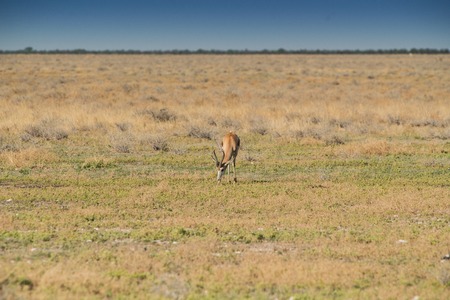 Springbok to eat grass on Namibian bread. Africa.の写真素材