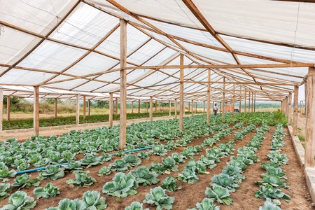 Inside view greenhouse. Angola. Cabinda.の写真素材