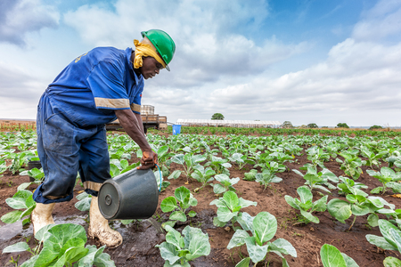 CABINDA/ANGOLA - 09 JUN 2010 - African farmer watering cabbage planting, Cabinda. Angola.のeditorial素材
