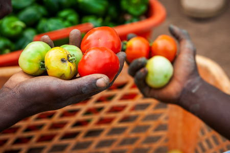 African farmers picking tomatoesの写真素材