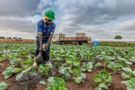 CABINDA/ANGOLA - 09 JUN 2010 - African farmer watering cabbage planting, Cabinda. Angola.のeditorial素材